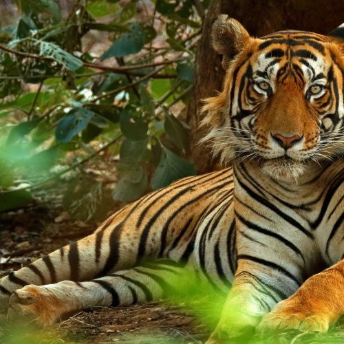 India-male-Tiger-by-Ondrej-Prosicky-min-aspect-ratio-1920-1300