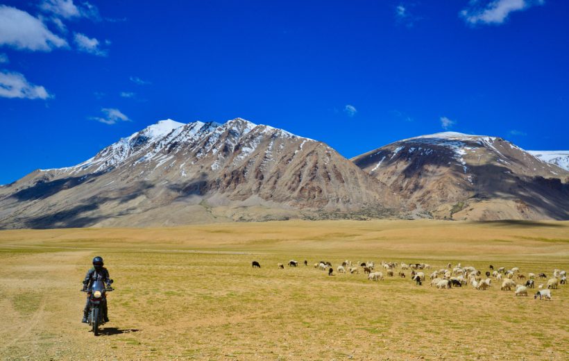 Goats, Fog, and the Art of the Honk: A Biker's Tale from the Himalayas